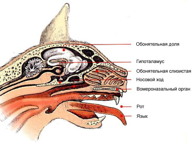 Органы обоняния и вкуса у кошки (Схема:  «ХИМИЯ И ЖИЗНЬ» №10, 2017)