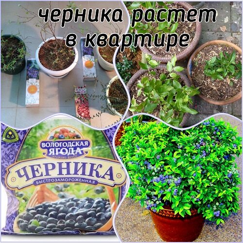 посадка черники