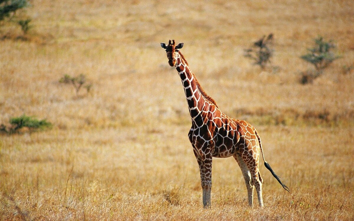 Сколько у жирафа, существа с самой длинной шеей, шейных позвонков