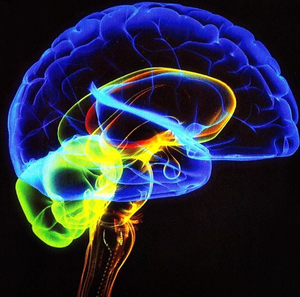 нервная система. мозг и движение. продолговатый мозг и мозжечок. протзвольные жвиженич человека. движение глазных яблок отделы головного мозга.