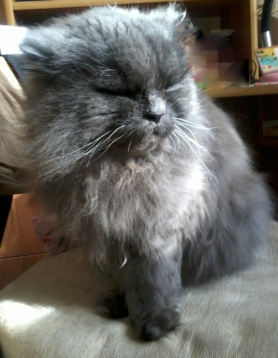 Вильям, 2011 год.