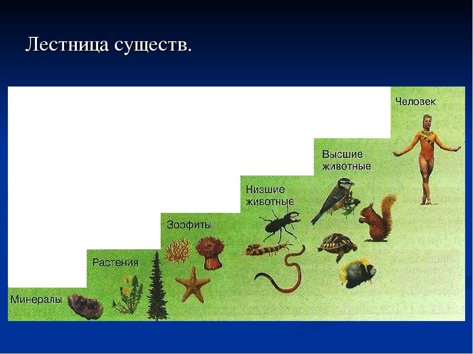 Лестница живых существ Аристотеля. Лестница эволюции. Эволюционные ступени человека. Эволюция живых организмов.