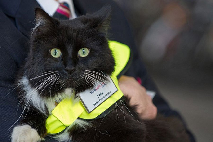 England cat. Кот из британского музея. Кошки на службе в британском музее. Кошки в Британии. Коты из Англии.