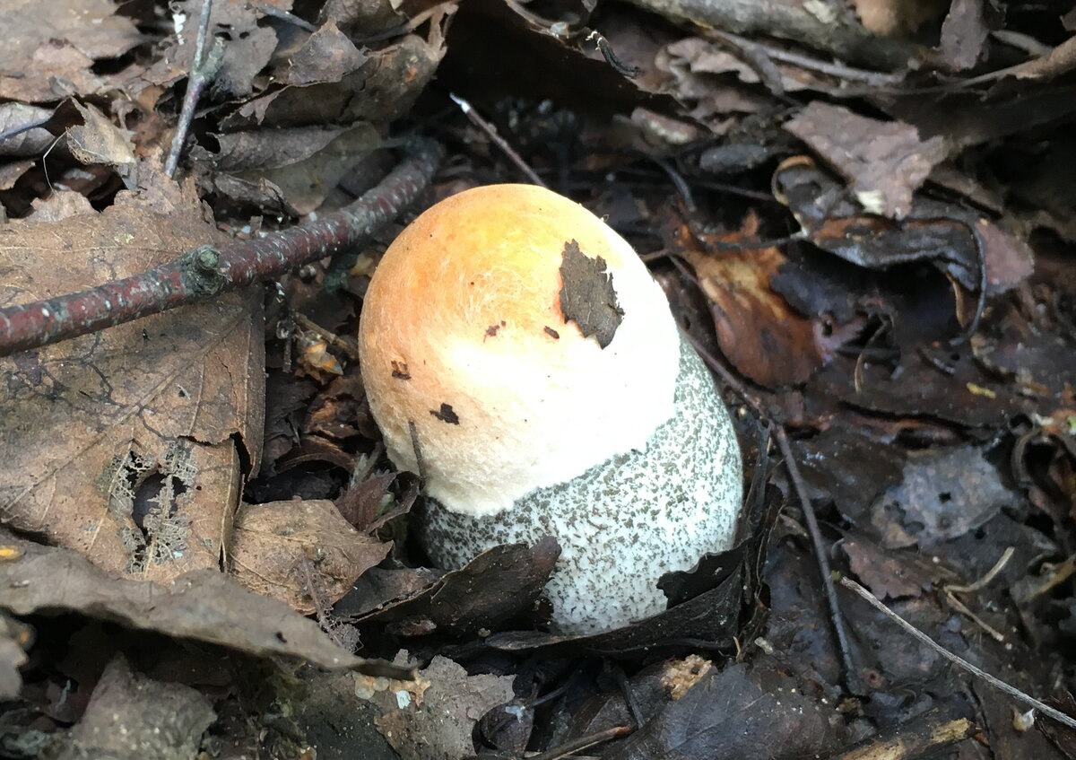 Подмосковный подосиновик. Фото автора статьи.