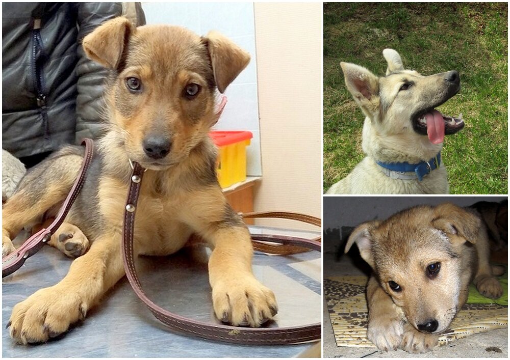 Мотя, Барса и Джулька. Фото автора.