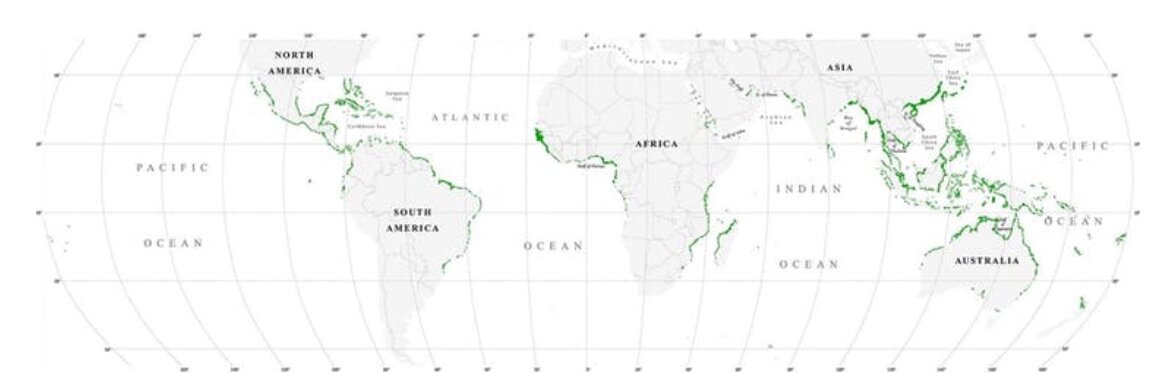 Карта мангровых лесов в 2000 г. Источник: Giri et al., Journal of biogeography (2008)