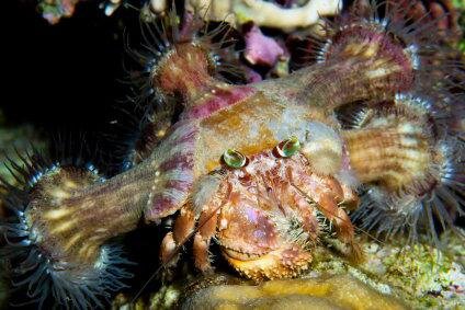 Рак отшельник и куча актиний.