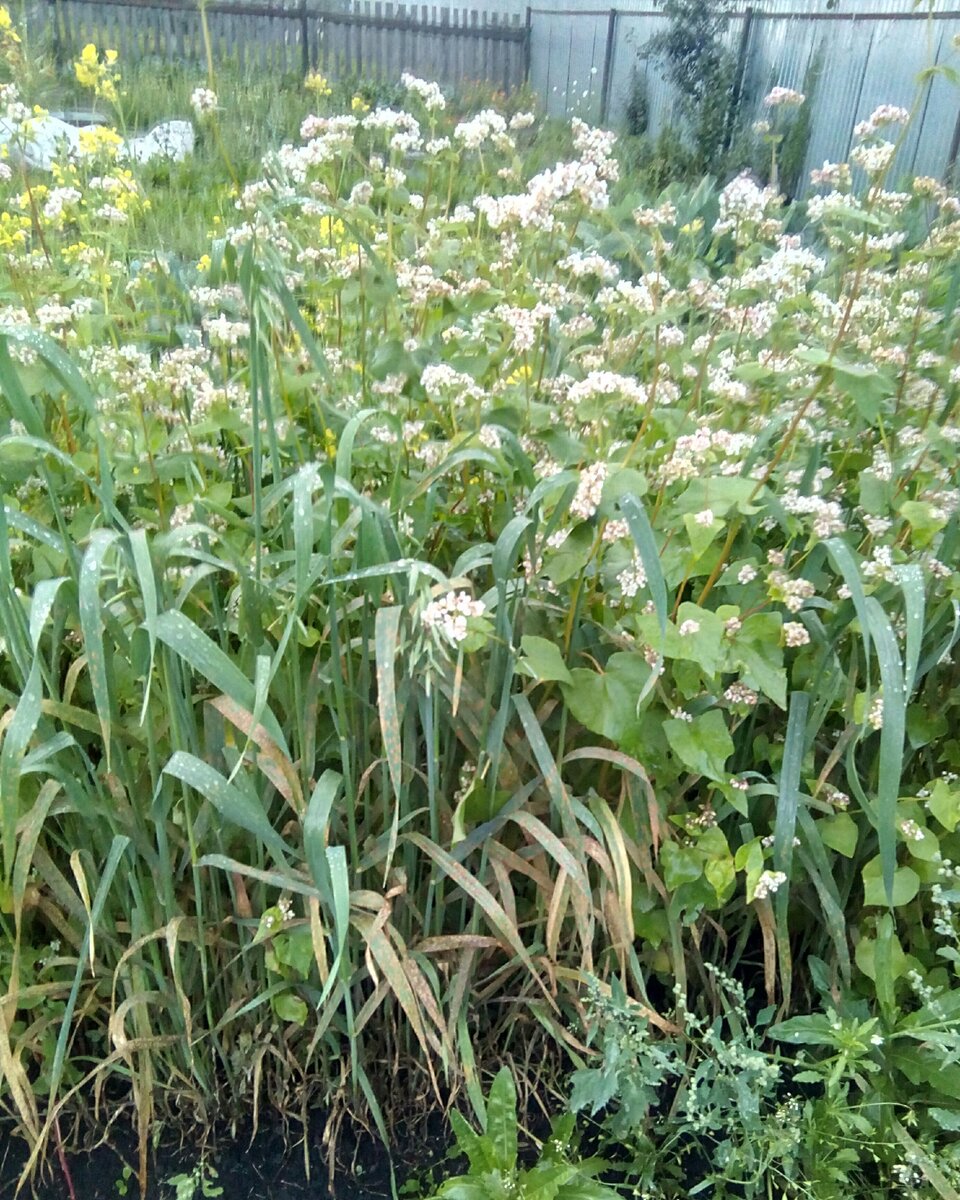Гречиха вперемежку с овсом и горчицей.