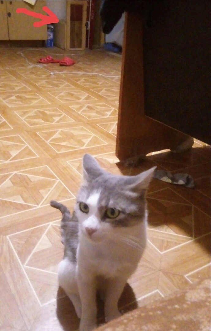 На переднем плане - Кот. На заднем, возле красной стрелочки - котоловка. Жаль, не догадалась сфоткать ее крупным планом.