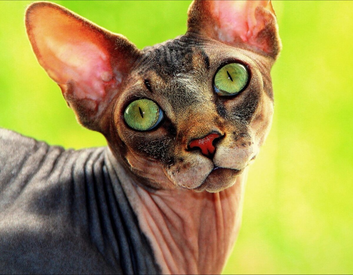 Зеленоглазый сфинкс 