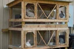 Дезинфекция кроличьих клеток — чем мыть клетки кроликов?