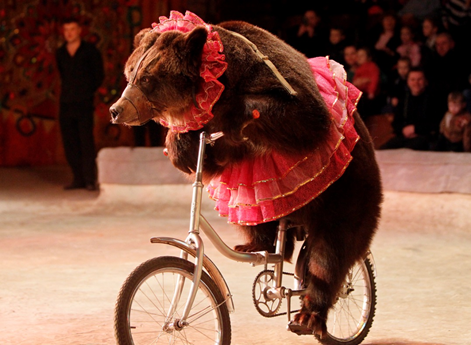 - Вообще-то, сейчас зима, и мне пора в берлогу… - Работай, Маша, или останешься без сладкого…