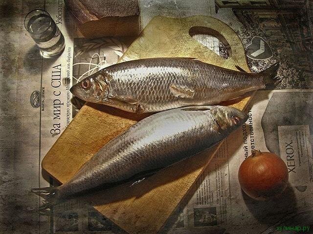 Сельдь «залом» отличается от распространенной ныне Атлантической большим размером. «Залом» - самый ценный промысловый вид сельди