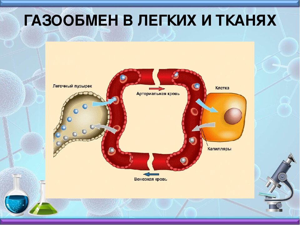 Газообмен в легких осуществляется через стенки