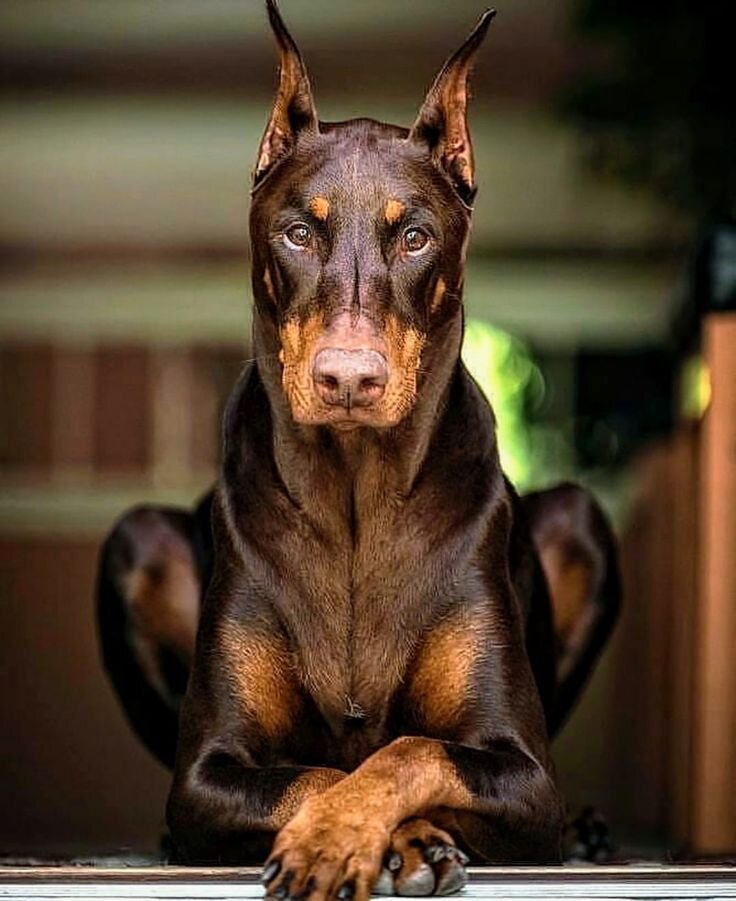 яндекс.фото