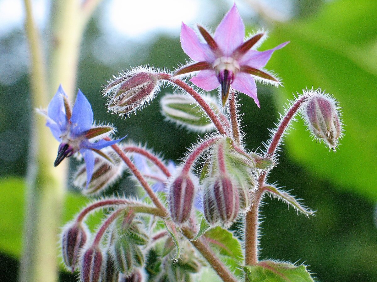 Огуречная трава. 16. Огуречная трава крупным планом. Окопник огуречная трава. Бораго огуречная трава.