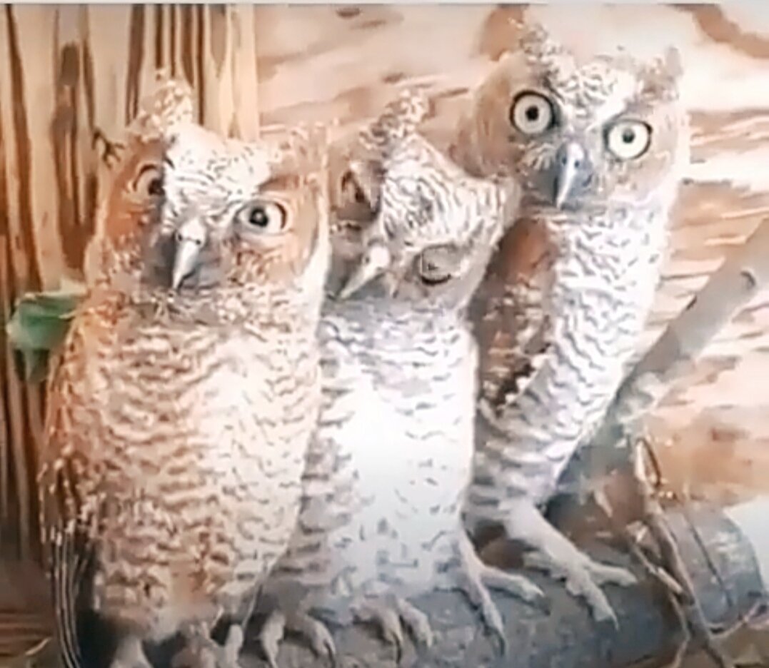 Для привлечения внимания 😉