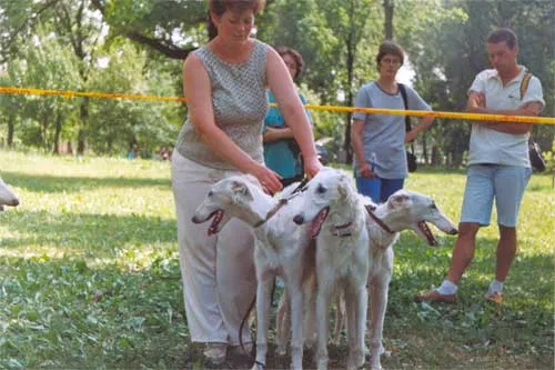 Русские псовые борзые. Фото Сергея Матвеева