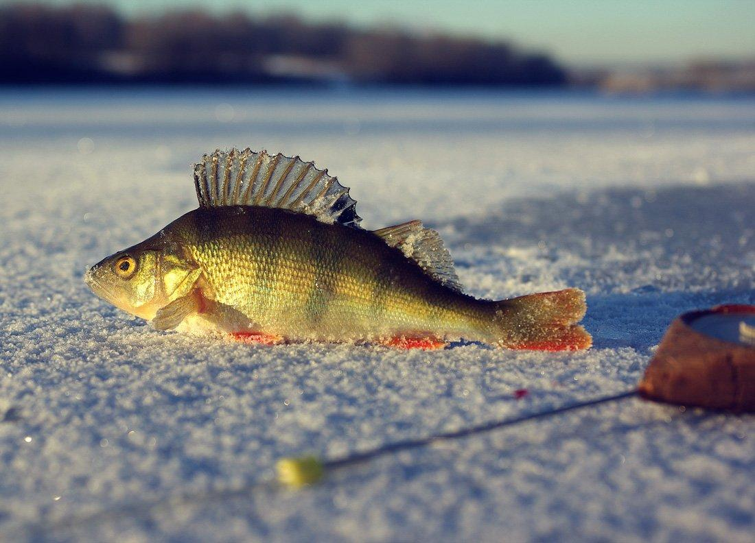 Платная зимняя рыбалка в Подмосковье