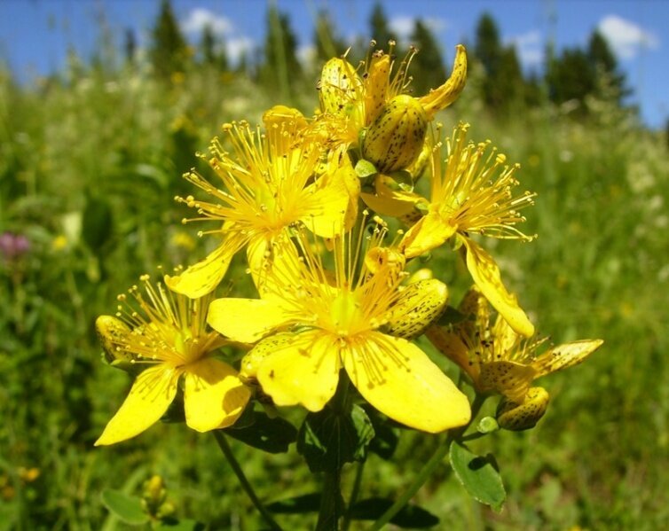 Фото из интернета.