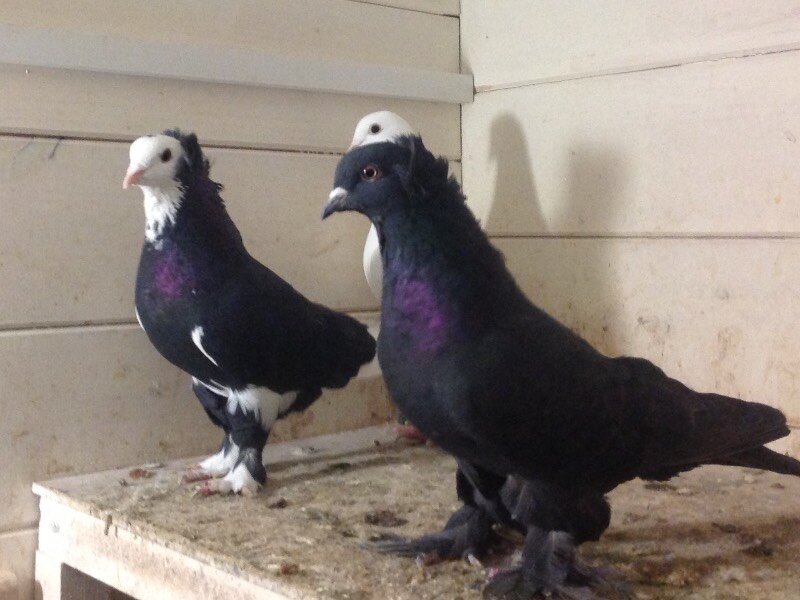 Армянские бойные. Голуби ленинаканские бойные. Ереванские голуби. Ленинаканские голуби. Коморненский турман, голубь!.