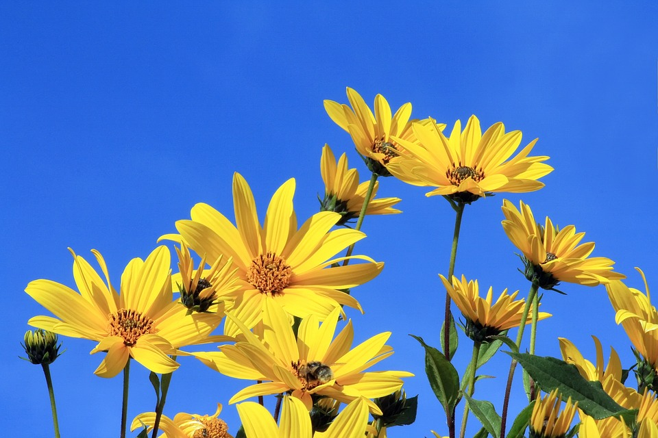 https://pixabay.com/