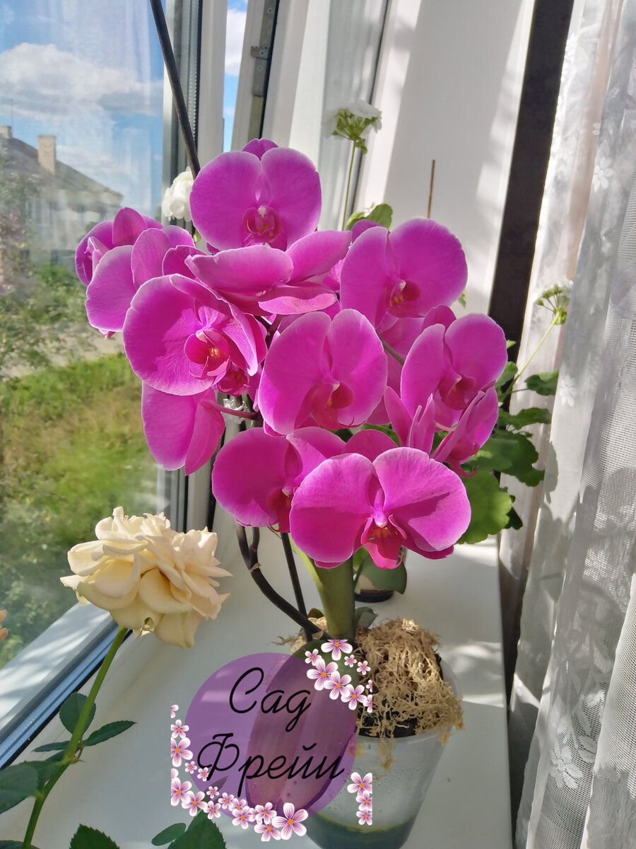 Польза стакана воды для орхидей
