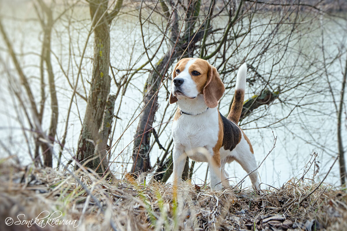 http://sonika.kiev.ua/assets/gallery/Photo-shot_with_beagles/2015-03_spring_with_beagles%20/DSC_0029.jpg