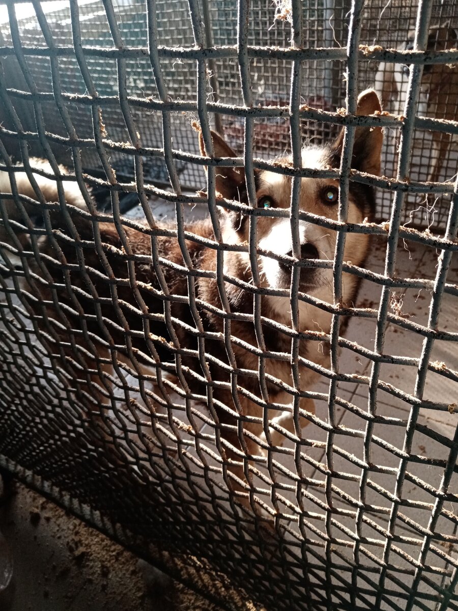 Волчек в приюте, он вас ждёт!! 