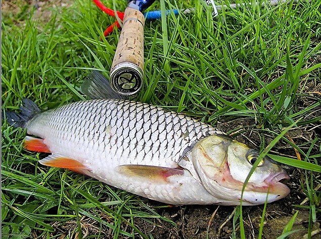 У  крутых берегов, где достаточно большая глубина. Течение приносит сюда  много пищи, поэтому мелкие особи будут попадаться регулярно. Здесь также  плавает много мальков, поэтому есть хороший шанс поймать довольно  крупного язя.