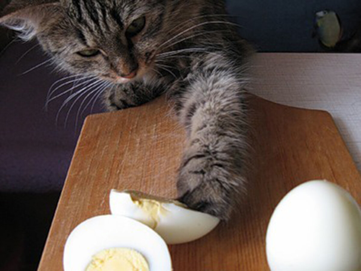 Яйцо кошке можно вареное. Яйца кота. Кошачьи яички. Коты с яйцами. Кот ест яйца вареные.