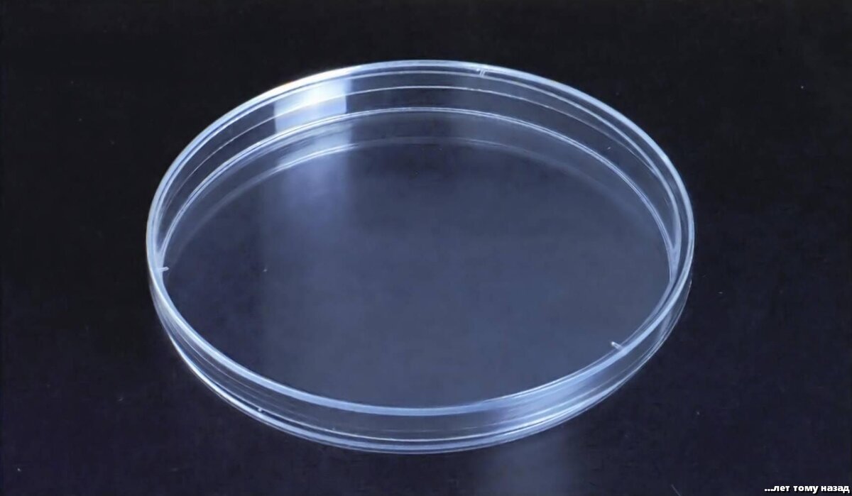 Чашка Петри