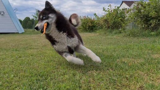 Хаски и морковка🤣 Моя смешная помощница по сбору урожая - Нирвана ...