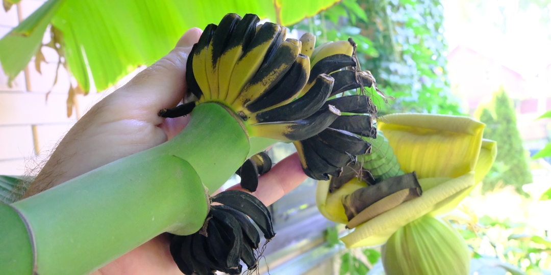 Как завязываются семена и опыляются бананы. Опыт из Ростова-на-Дону