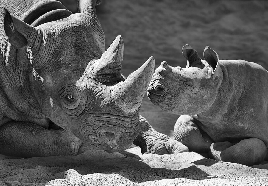 Ученые выделяют всего 5 разновидностей носорогов. Вымерших видов насчитывается немногим меньше 60-ти