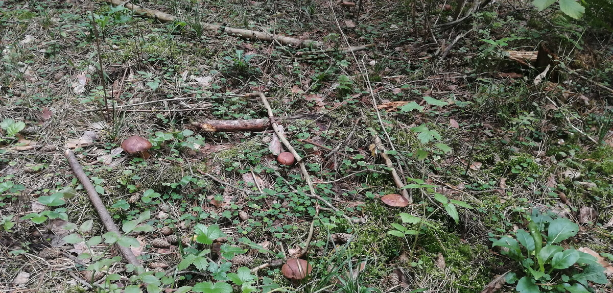 Растут кучками