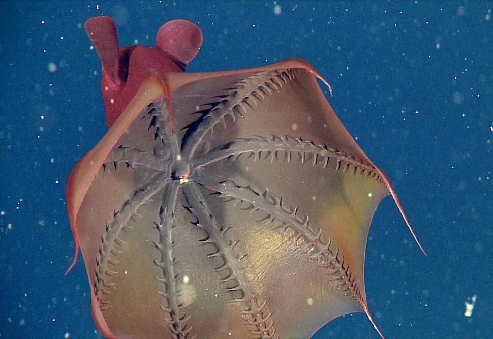 Источник: MBARI 