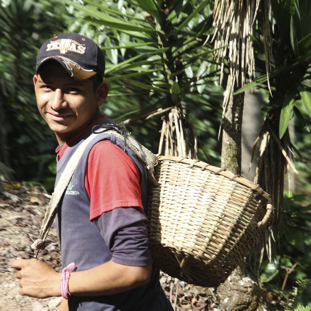 Сбор урожая кофе