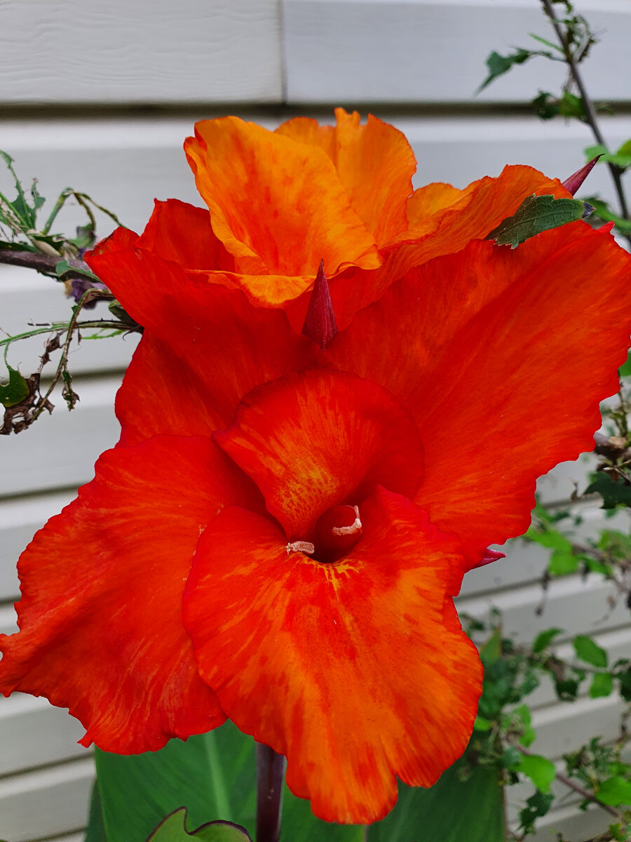 Цветы на улице