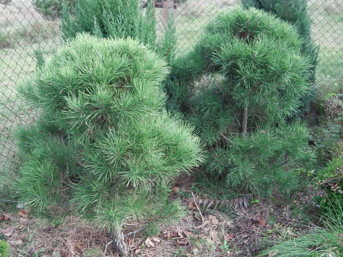 5-6-летние сосны после стрижки. Фото автора