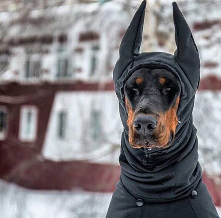 Отважные Доберманы