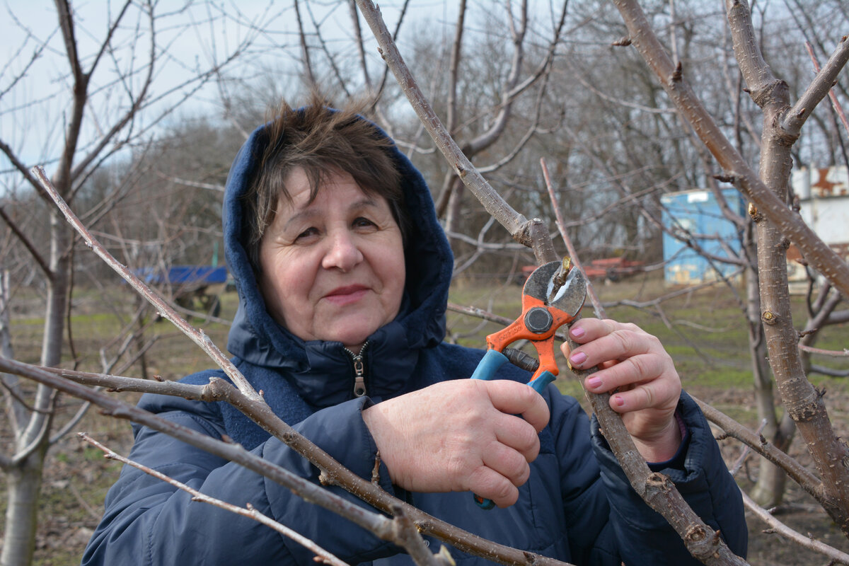 В ноябре-декабре нам нужно выполнить ряд важных мероприятий, которые помогут развитию и защите садовых растений. 
