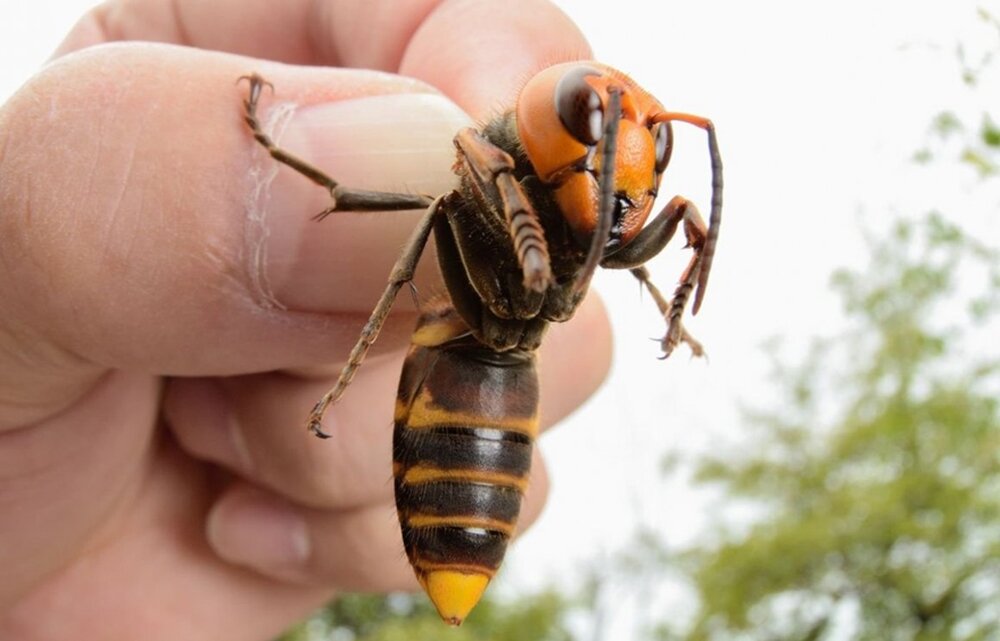 Азиатский шершень