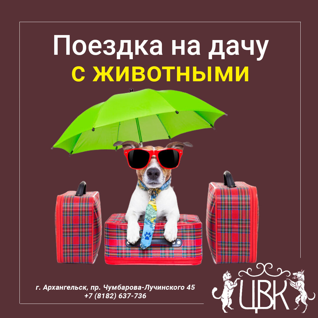 Поездка с животным на дачу – о чем нужно помнить