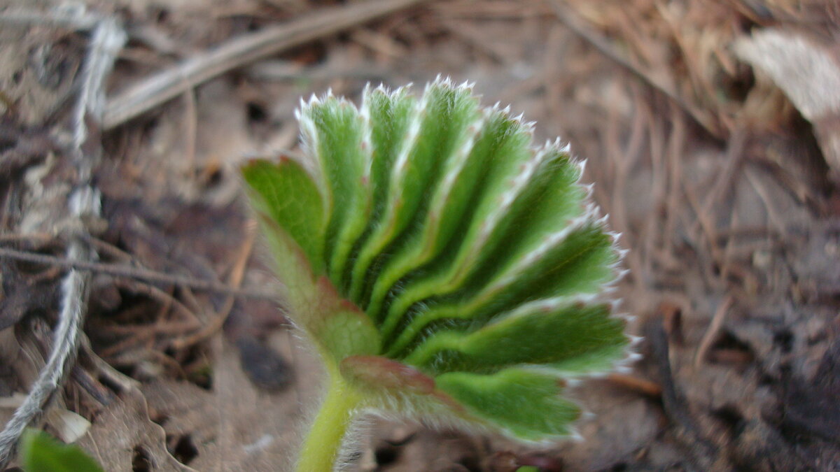 Почти геометрия