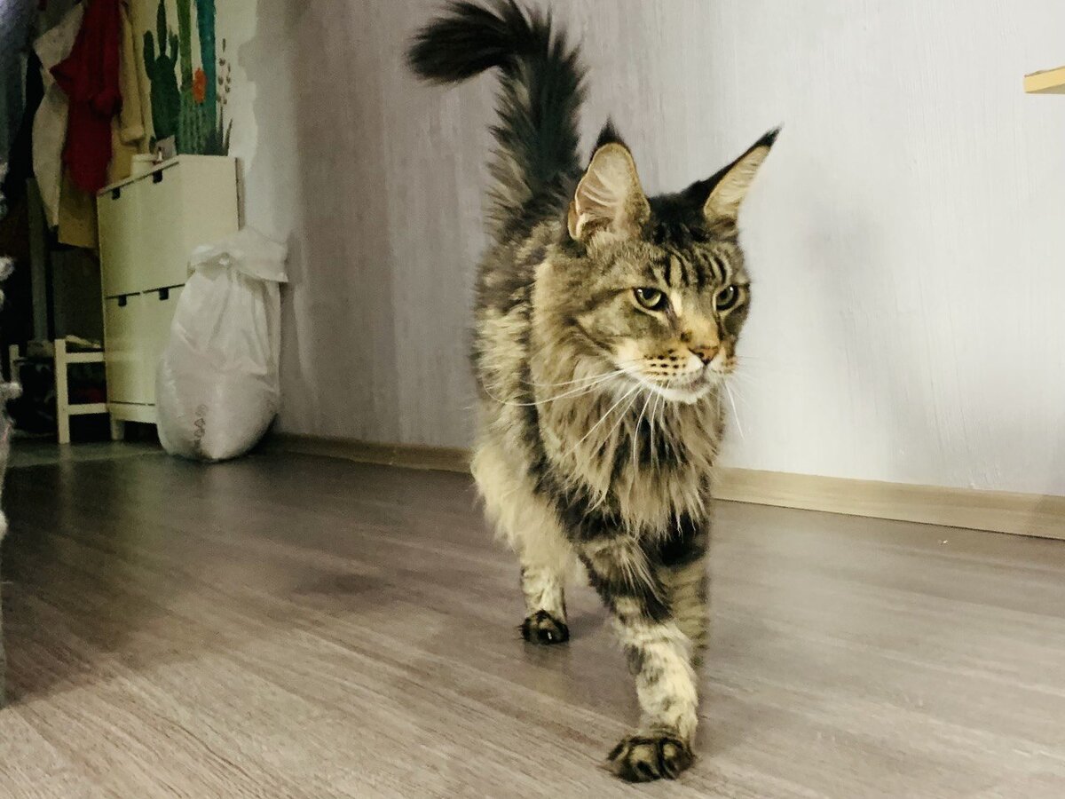 Кот мейнкун отзывается на имя и идет фотографироваться