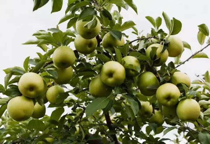 Чтобы получить богатый урожай яблок- как правильно бороться с паршой