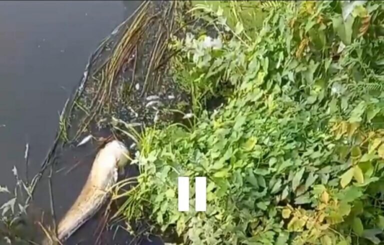    Минприроды обнародовало результаты анализов воды в Урале у Орска, где погибла рыба Андрей Севостьянов