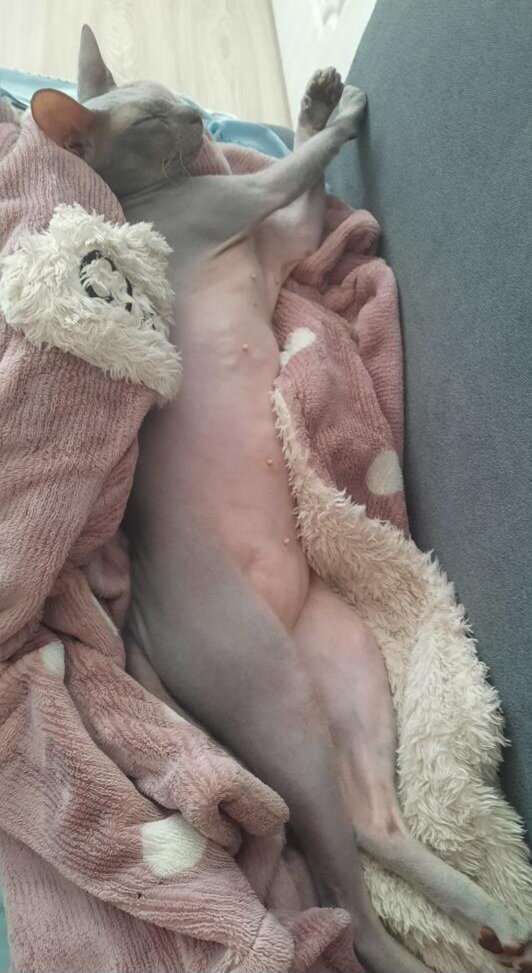 Хорошая кошачья жизнь 😊