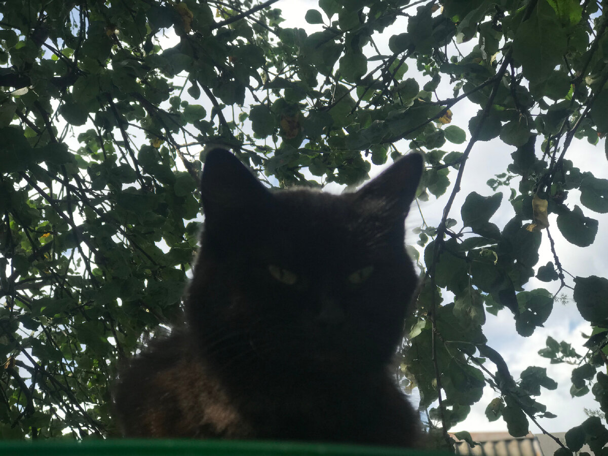 1 кошка Лапка